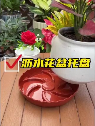 #爱生活爱养花 #花卉绿植 #花盆托盘