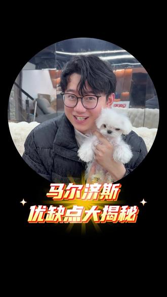 马尔济斯有什么优缺点呢?这一条视频全部告诉你#养狗经验分享 #马尔济斯犬 #宠物知识 #马尔济斯 #宠物科普
