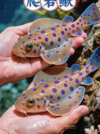 爬岩鳅 #养鱼 #水族爱好者 #观赏鱼 #养鱼人 #养鱼日记