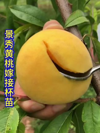 #强烈推荐 #抖音新农人 #抖音助农扶农 锦绣黄桃嫁接杯苗、原土带盆一起发货