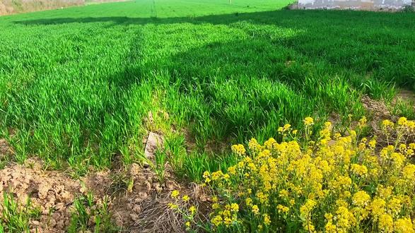 生活本就是平淡且知足,谁不是用尽全力过着却过着平凡的一生。#创作者中心 #创作灵感 #乡愁记忆 #抖音助手助我上热门 #抖音流量扶持