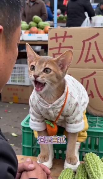 #AI苦瓜摊趣事 #随变ai随便玩 #阿比西尼亚 #阿比西尼亚猫 #阿莫西林猫