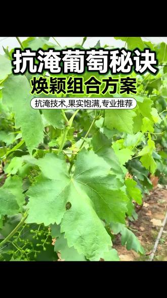 水淹地还能长势这么好?大哥的秘密武器是它! #葡萄种植 #焕颖组合