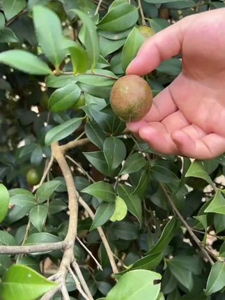 #果树种植技术 #新鲜采摘 #助农 #抖音新农人 #农村生活