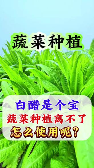 白醋是个宝,蔬菜种植里不了,怎么使用呢 #种菜小技巧 #新农人计划 #蔬菜基地 #蔬菜种植 #种植小技巧