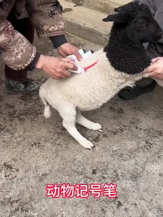 #养羊#记号笔 #养殖户