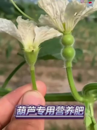 种葫芦的朋友看过来,想要你的葫芦开花结果多,请用#葫芦专用肥料 #葫芦养护 #葫芦专用 #葫芦肥料 #葫芦