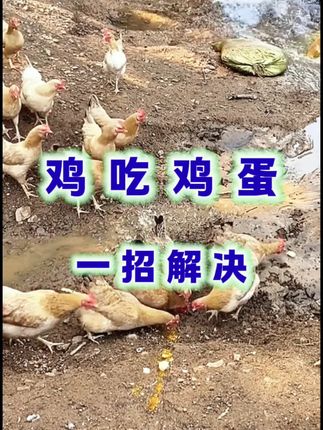 鸡吃鸡蛋,破壳蛋软皮蛋#科学养鸡 #农村散养土鸡 #养鸡 #生态散养土鸡 #鸡吃鸡蛋