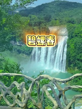 【特级碧螺春】2025年新茶明前碧螺春茶叶浓香型绿茶#碧螺春 #新茶上市 #明前头茶 #口粮茶推荐 #送礼佳品