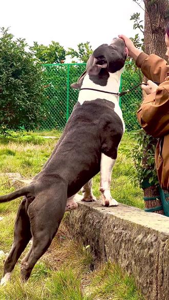 呼名:Gianni
原进口意大利,拥有极其夸张的体型和爆炸的肌肉质感,这个体型颠覆了个人对美国斯塔福体型的看法,自始至终我都强调美国斯塔福不单是看体型框架来衡量一只犬的好坏,但是Gianni的框架强大并且兼具强悍的体型和肌肉美感,很难不爱#斯塔福 #斯塔福吉安尼