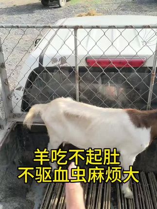 #三农养殖 #自繁自养 #农村养殖 #养羊人 #养羊技术