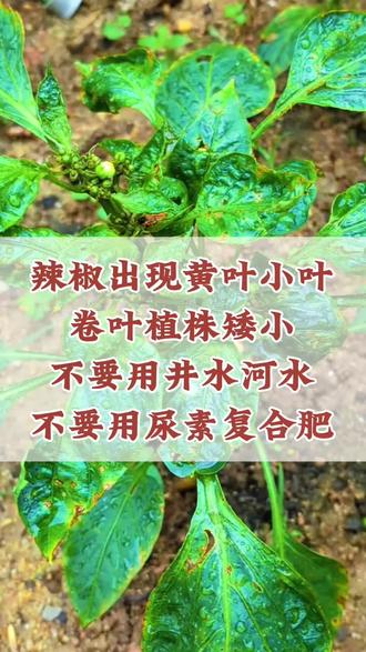 辣椒出现黄叶小叶卷叶植株矮小,不要用井水河水,不要用尿素复合肥#辣椒种植#辣椒管理#辣椒防病害