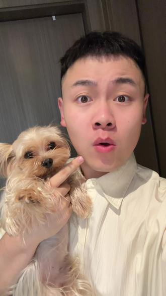 为什么赛季约克夏马尔济斯的毛发可以做到这样丝滑?? 分享给大家#约克夏 #养狗经验分享 #养宠好物分享 #新手养狗 #萌宠出道计划