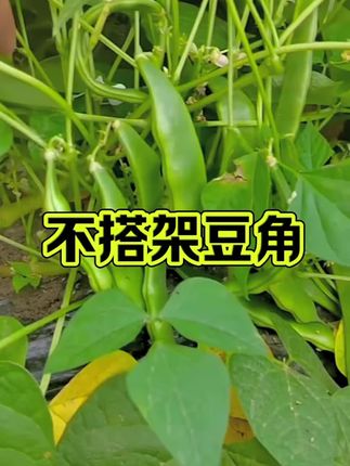 入伏种植秋豆角,不搭架条老省事#东北油豆角 #豆角种子#南方北方均可种植 #三农