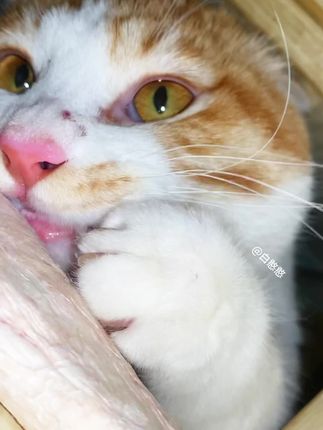 第一视角看小猫偷吃#白憨憨