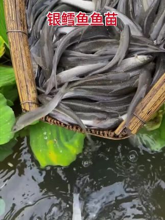 淡水银鳕鱼,杂食鱼,吃水草,嫩叶,玉米粉,米糠,豆渣,,能长1米多长,30斤,适应强,耐低氧,耐高温,特别适合新手小白养殖 #鱼苗 #水产养殖 #银鳕鱼 #四大家鱼养殖 #鱼苗