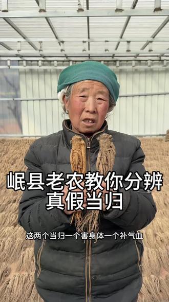 你买到的当归是这样的吗#当归 #当归煮鸡蛋 #岷县当归 #岷县种当归的阿婆 #真假当归