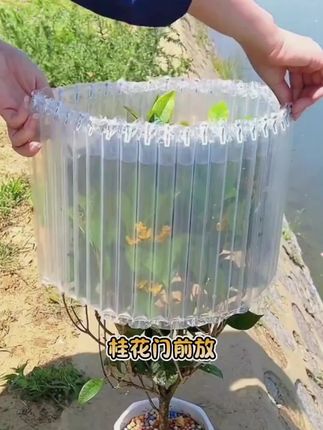 四季开花桂花树苗,阳台小院均可种植#桂花树苗#爱生活爱养花