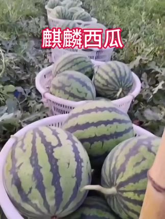 麒麟西瓜 喜欢吃西瓜的朋友看过来,我们家的麒麟西瓜正在火热销售中,它是冰糖西瓜,吃起来又脆又甜,而且水分超足,一口咬下去真的太满足了!夏天就要吃这种甜甜的、水分又多的西瓜,如果你也喜欢,那就赶紧下单吧!这么好吃的西瓜,千万不要错过了!#口感特别好 #快来一起尝个鲜 #夏天的味道 #夏天该有的样子 #西瓜🍉