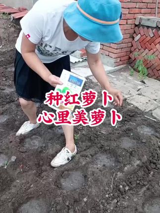 大门外种点大红袍萝卜,心里美萝卜 #农村小菜园 #萝卜种植 #自家菜园子 #自己种的纯天然绿色蔬菜