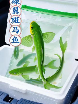 被问爆!碟翼斑马鱼,把“仙气”养在鱼缸里。谁懂啊!碟翼斑马鱼往鱼缸一游,直接美成游动的翡翠仙子🧚♀️ 鱼身泛着透亮的翡翠绿,在缸里飘着像会发光,昏黄灯光下一照,鳞片“唰”地闪起来,硬生生在夜色里撕出一片灵动微光~   游起来更是绝!尾巴轻轻一摆,身子就跟着打旋儿,利落又丝滑,半点拖泥带水。往家里一摆,瞬间拉高格调,甩那些花里胡哨的装饰几条街,高级感直接焊死在鱼缸里✨   夜深人静时,看它慢悠悠游弋,浮躁心气儿一下被抚平。那抹翡翠绿,像把朦胧夜色揉进鱼缸,又仙又有韵味,看一眼就陷进去出不来…   养鱼人速锁!这出众的颜值,错过真要后悔到拍鱼缸💥 #养鱼日记 #碟翼斑马鱼 #观赏鱼 #鱼缸里的小仙境 #治愈系水族