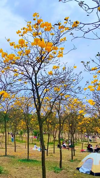 露天矿黄色风玲花开得很美啦!