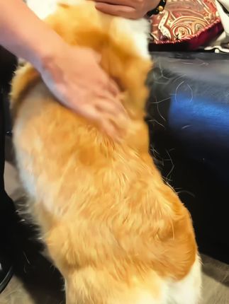 夏天狗狗换毛季又到了,可以试试麦富迪舒然鱼油狗粮,鸭肉梨口味,清火去泪痕的同时还能很好的滋养毛发,现在活动还送试吃,刷到的宝子趁着活动赶紧冲#狗粮推荐#麦富迪舒然鱼油狗粮#美毛亮毛#新手养狗