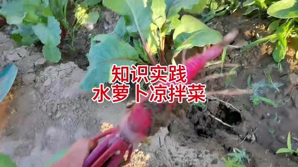 知识实践:水萝卜凉拌菜 #种菜的乐趣 #水萝卜 #凉拌菜 #这是真正的硬菜 #舌尖上的原生态美食