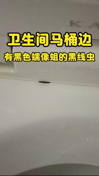蛾蚋幼虫怎么消灭 卫生间马桶边上的黑色蠕动的黑线虫就是蛾蚋幼虫,放大后的黏腻蛆体,瞬间让人头皮发麻,是从地漏里爬出来的,卫生间潮湿不通风,地漏有头发、皮屑脏东西,轻微堵塞容易滋生,常出现在卫生间地板、洗手盆、洗衣机、甚至是口杯、花洒、沐浴露等区域,每天吃腐烂物过活,不到半个月就摇身变成小飞蛾,在室内到处乱飞,趴在牙刷、口杯、毛巾、衣服上、赶走了又飞回来,蛾蚋幼虫怎么消灭?#蛾蚋 #蛾蚋幼虫 #蛾蚋幼虫怎么消灭 #卫生间地板上出现像蚯蚓一样的虫子 #卫生间有黑色蠕动长条虫子