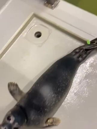 #海豹 #海豹宝宝 吃🐟🐟~(‾⌣‾~)