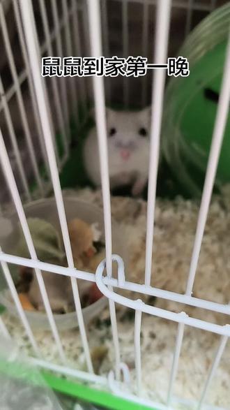 我本是个温柔的外婆,在它掀笼子前!#小动物能有什么坏心思 #养鼠日常分享 #仓鼠 #发财树妹妹