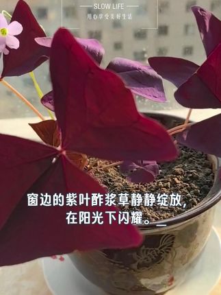 大大的叶子像蝴蝶吗?