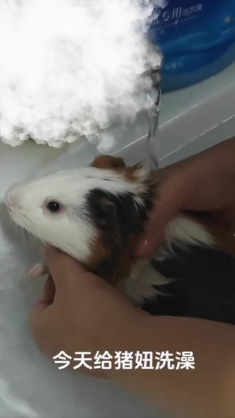 给猪妞洗澡啦!还是很配合滴,当然都是零食的功劳#萌宠 #猪妞 #宠物洗澡 #荷兰猪 #萌宠出道计划