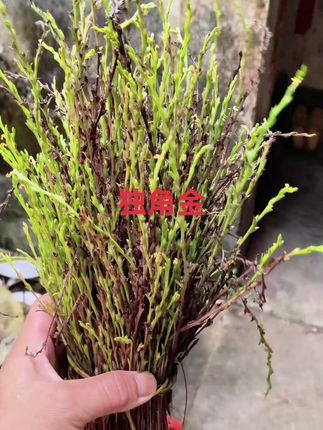 独脚金#大自然的馈赠