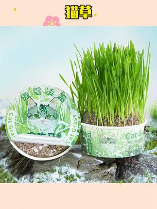 #猫草 泡面猫草无土猫草罐猫咪零食营养混合猫草排毛化毛去毛球 #排毛猫草 #猫草种植日记 #养猫新手 #猫草种植