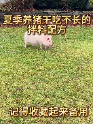 #三农 养猪技巧妙招分享 如何正确的拌料方式 #猪肉 #养猪 #三农流量扶持计划