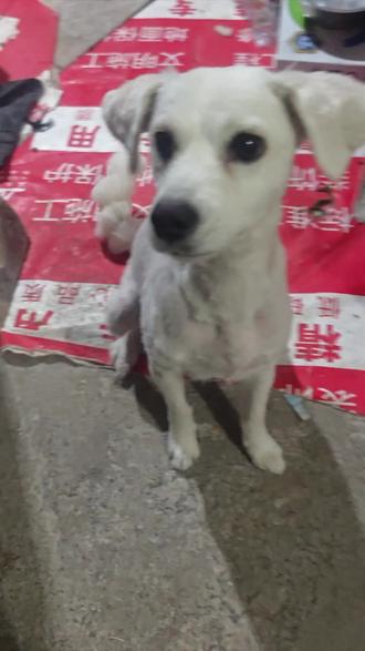 给火腿肠做无公害处理#萌宠出道计划