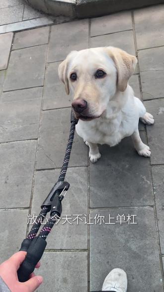 人狗同步养生第4天|吨:我只想去河边看鸭子#人狗同步养生 #拉布拉多 #养狗人 #养生日常 #狗狗