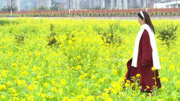 #乐山周边游#宜宾屏山中都镇油菜花节2026屏山油菜花季将于1月17日至3月3日在中都镇启幕,近四万亩“中都黄油菜”逆时盛放,凭借独特河谷气候成为川南最早的春日盛景,更实现乐山1小时直达,承包周末短途狂欢 !这里不仅有“花雪同晖”的绝美景致,更有吃喝玩乐一站式体验,满足不同人群的春日期待。