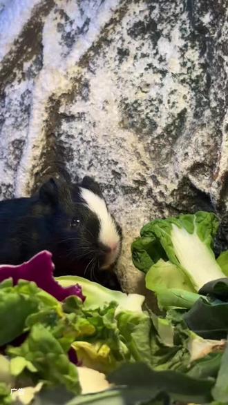 猎奇党狂喜!商丘古城第一家活体昆虫爬宠展炸场开放!9.9元解锁新奇体验,零距离互动、沉浸式观赏,不限时游玩无套路,不用出商丘就能打卡小众网红地! #商丘古城#昆虫馆#附近团购#宠物#爬行动物