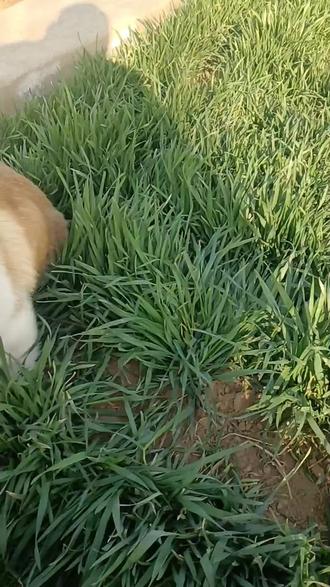 狗吃麦苗假充羊