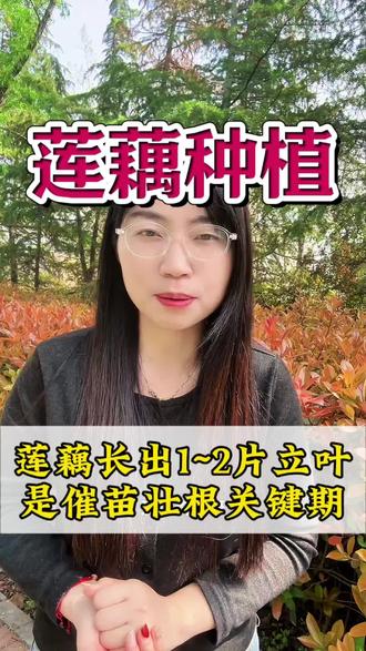 莲藕长出1-2片立叶,必须要重视了#莲藕种植技术 #莲藕种植 #莲藕 #种莲藕 #三农种植