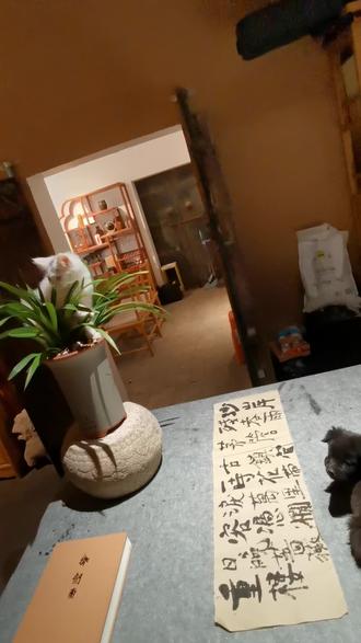 白豆黑豆捣乱计#紫霞艺术馆#艺术馆#艺术