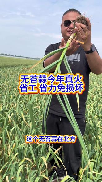 无苔蒜 无苔蒜要试种#大蒜 #大蒜种植 #抖音助农 #程大头 #服务三农支持三农