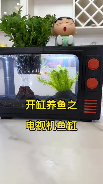 今天开一个放在桌上的小生态缸,养养小鱼不错#鱼缸 #鱼缸里的大自然