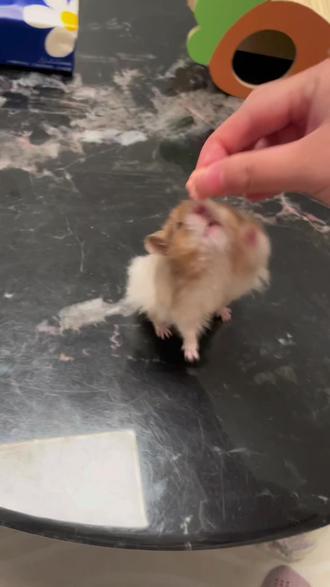 期末考试来了#萌宠出道计划 #养鼠日常分享 #金丝熊 #纸巾萝卜 #仓鼠