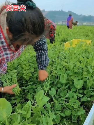 又到吃豌豆尖的时候了,每天现摘现发新鲜得很 脆嫩的,一叶一芯 #豌豆尖儿你吃了吗 #豌豆尖#豌豆尖自由 #成都人在上海实现了豌豆尖自由#豌豆颠是大家的心尖尖