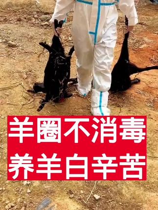 夏季天热,羊圈不消毒,养羊白辛苦 #圈舍消毒 #牛羊养殖 #养牛 #农村养羊 #消毒