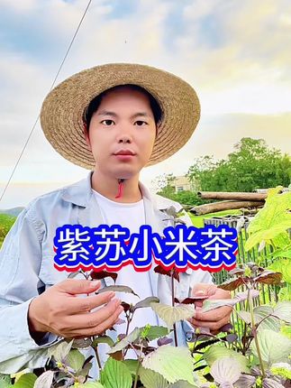 紫苏小米红枣,搭配一起,是我们秋冬天的一款心备茶饮,暖心又暖胃,呵护你的健康#紫苏 #小米 #紫苏饮 #上热门🔥 #粤语