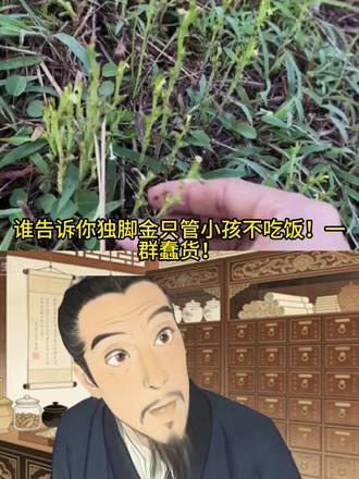 独脚金:健脾消积治积食腹胀
#养生#植物科普#冷知识#独角金